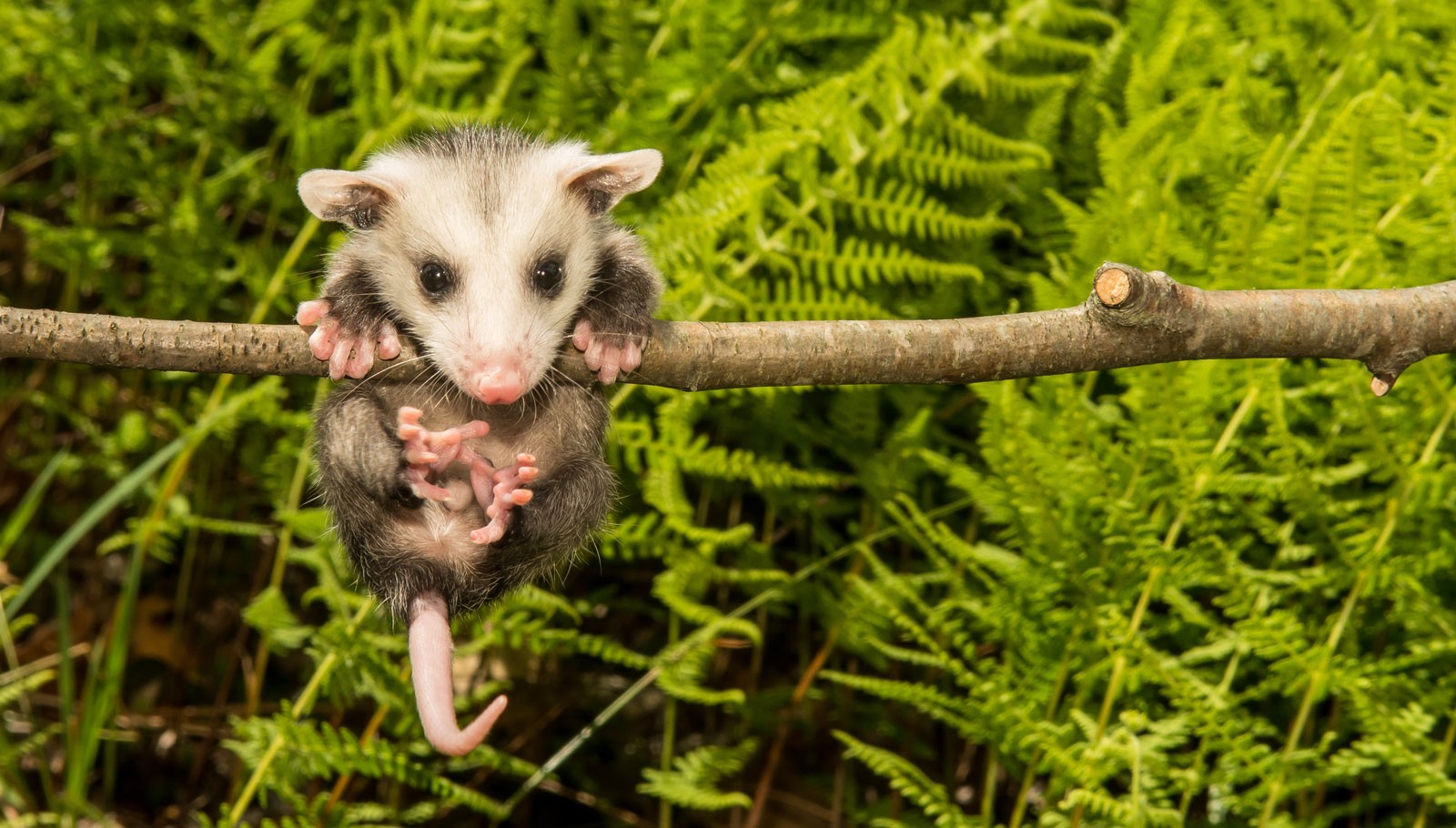 Opossums Какая Диета