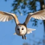 air animal totems