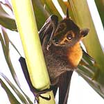 bat animal totem