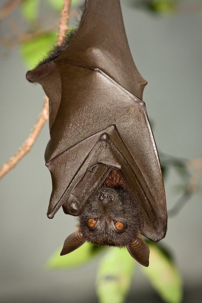 animal symbolism bat meaning