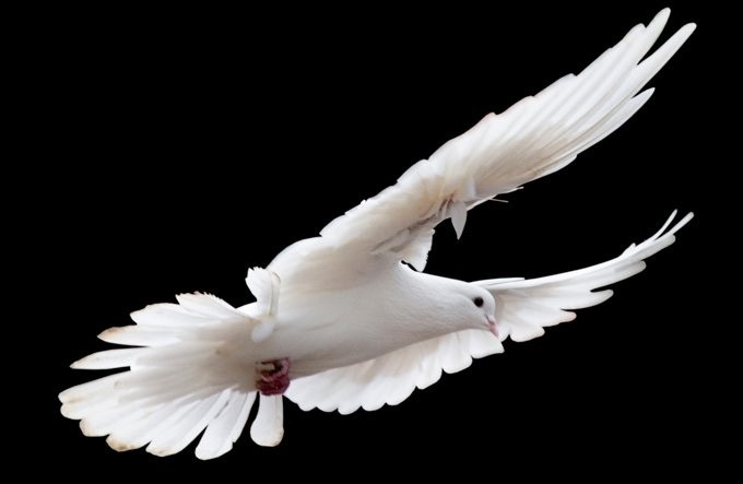 Symbolic Meaning of Seagulls on Whats-Your-Sign