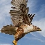animals in dreams - dreaming of hawks - hawk meaning - dreaming of birds