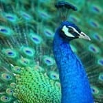 animals in dreams - dreaming of birds - dreaming of animals - peacock meanings