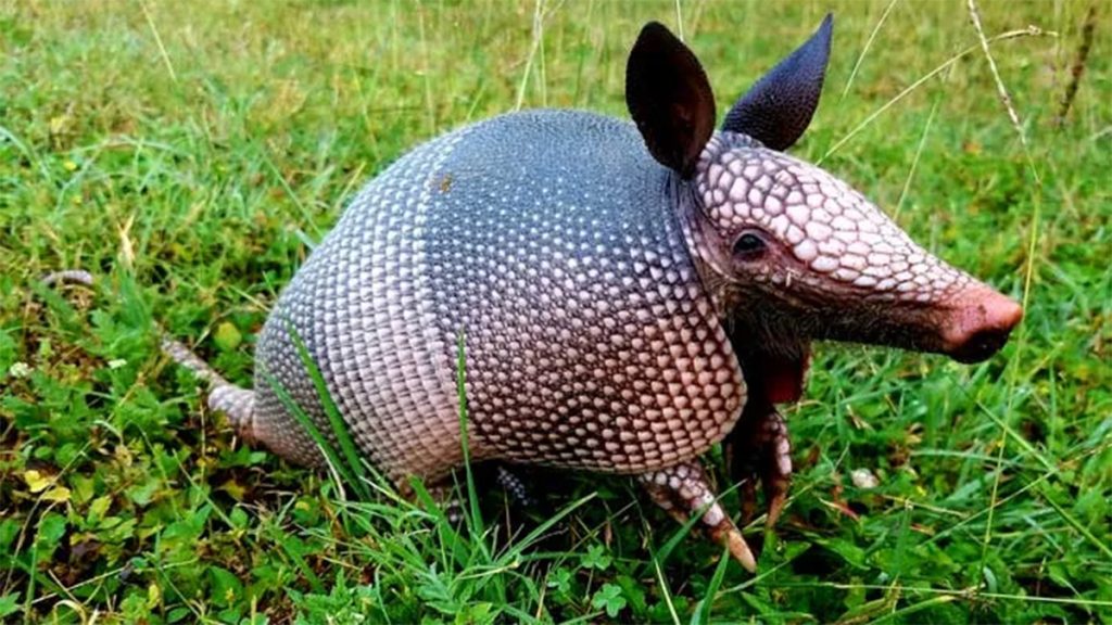 Armadillo Lessons, Meaning, and Symbolism