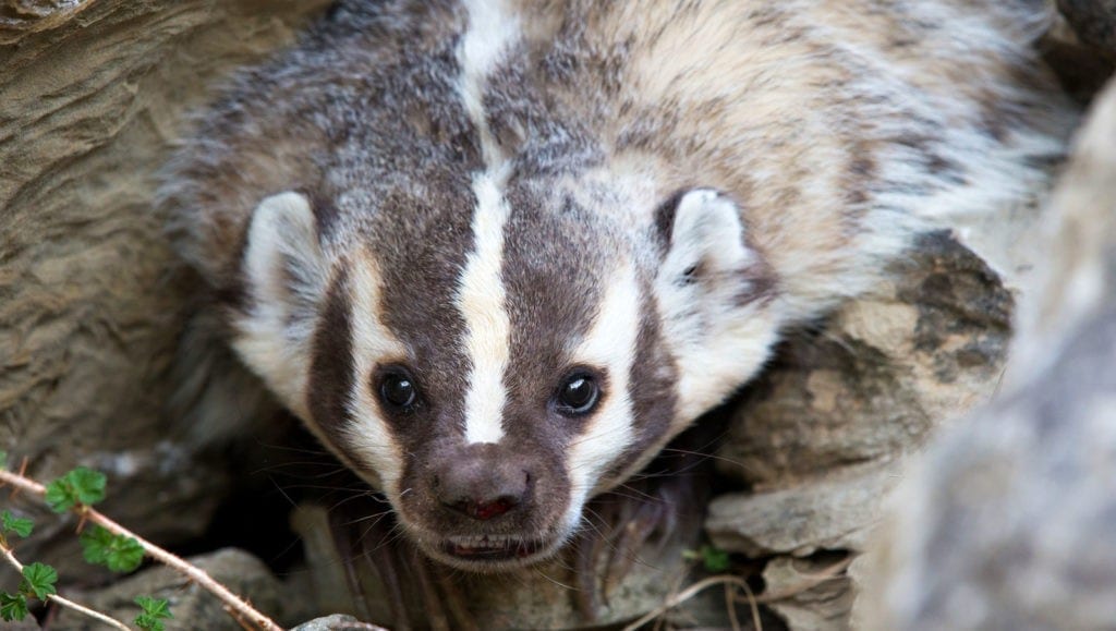 meaning of the badger totem