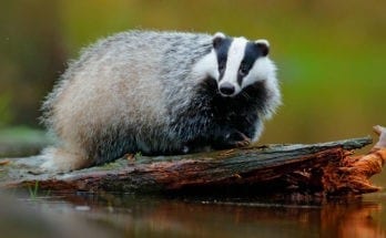 meaning of the badger totem
