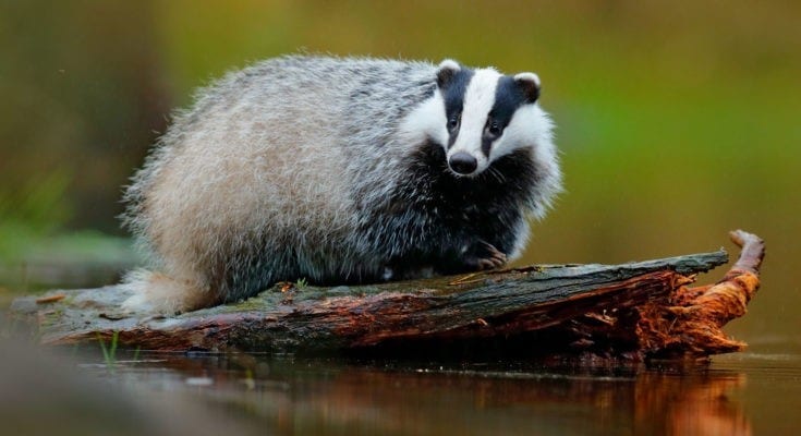 meaning of the badger totem