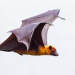 animal symbolism bat meaning