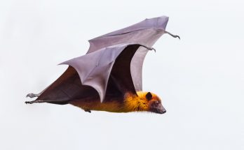 animal symbolism bat meaning