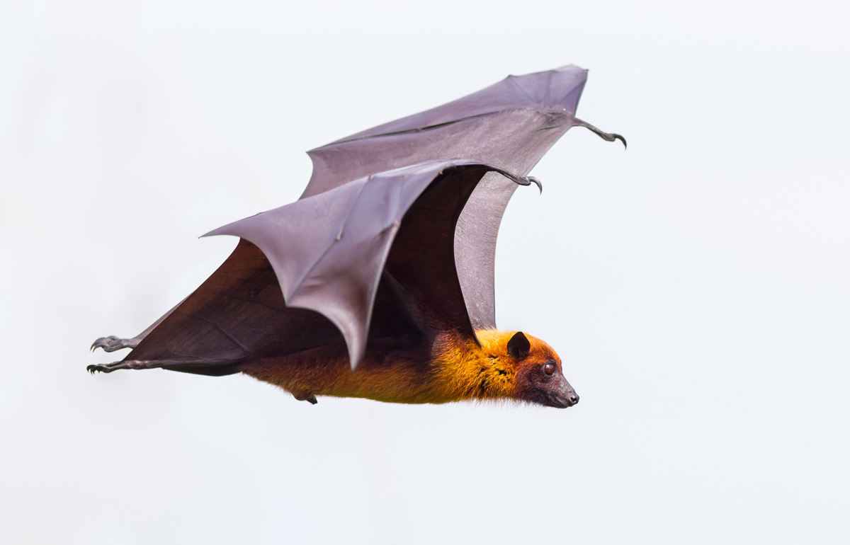 Animal Symbolism Bat