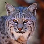 Bobcat Animal Totem and Spiritual Meaning of Bobcat