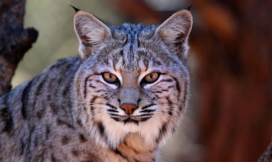 Bobcat Animal Totem