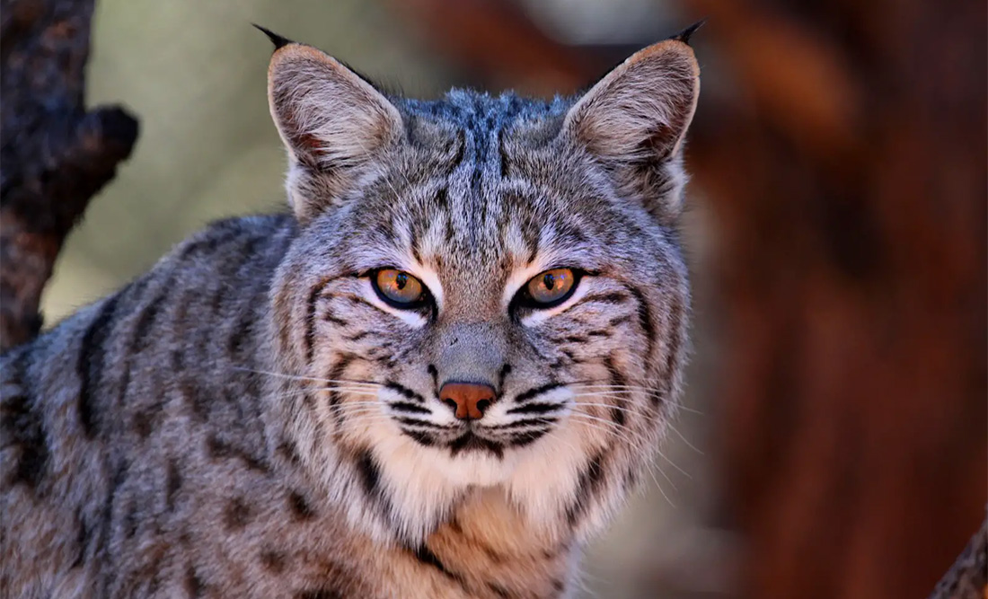 Bobcat Animal Totem and Spiritual Meaning of Bobcat