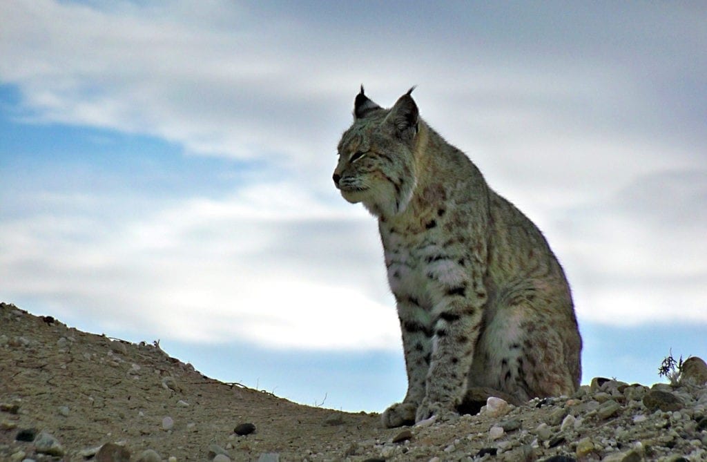 bobcat animal totem, animal totem, bobcat meaning, bobcat symbolism