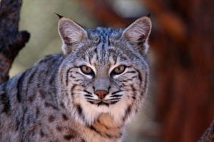 Bobcat Animal Totem
