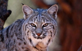 Bobcat Animal Totem