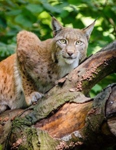 bobcat animal totem, animal totem, bobcat meaning