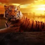 Burmese Zodiac Animal Signs Mahabote Meaning