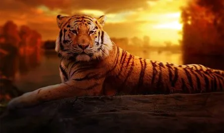 Burmese Zodiac Animal Signs Mahabote Meaning