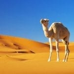 camel meaning and came symbolism