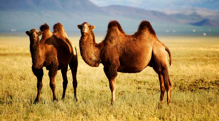 camel meaning and came symbolism