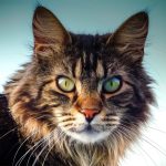 Cat animal symbolism and spiritual meaning of cats