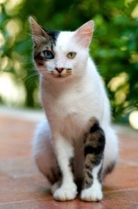 Cat Animal Symbolism and Meanings on Whats-Your-Sign.com