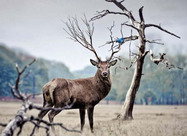 Celtic Zodiac Sign Stag Deer Meaning in Astrology on WhatsYourSign