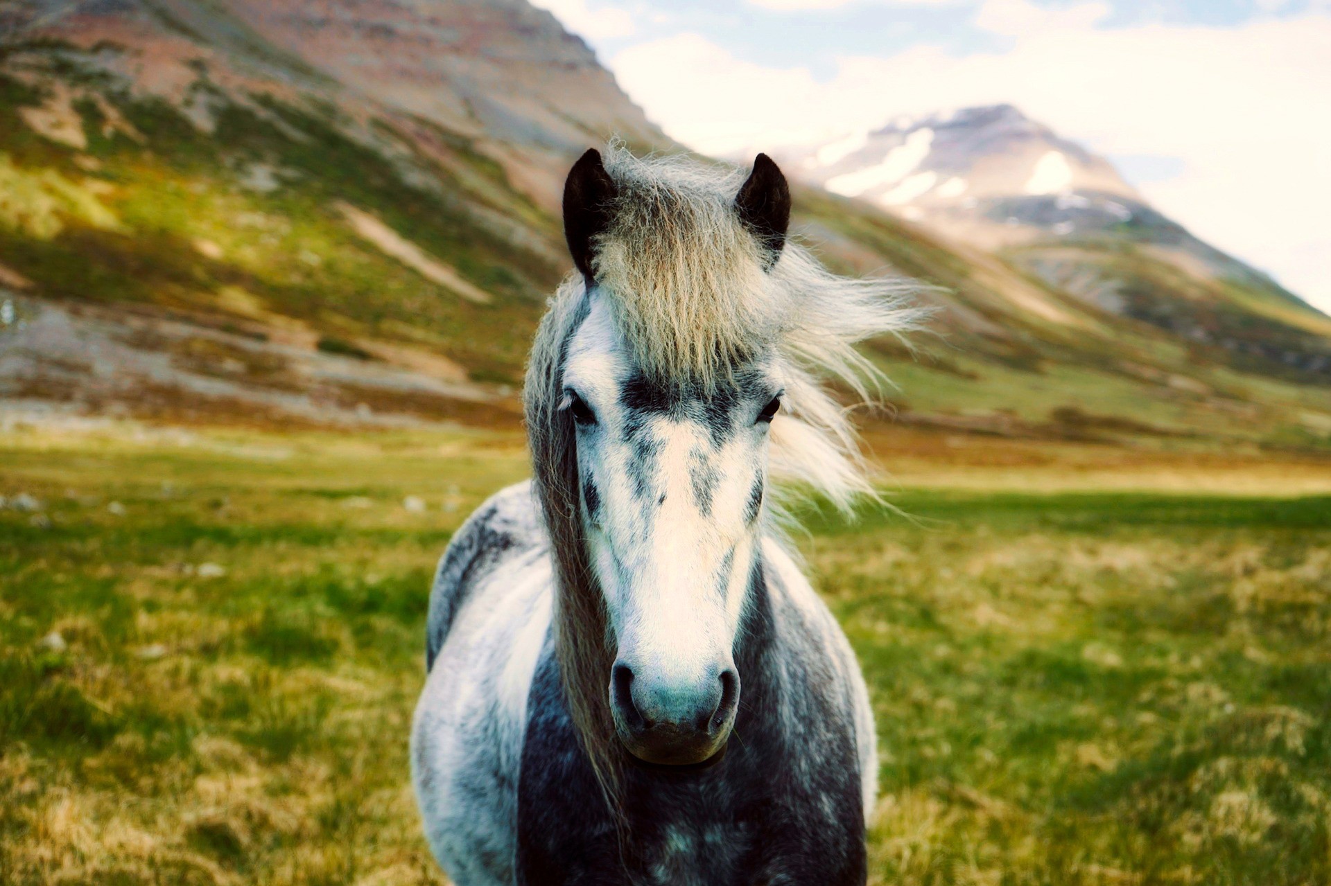 Celtic Animal Symbols And Their Meanings On Whats Your Sign