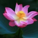 chinese flowers