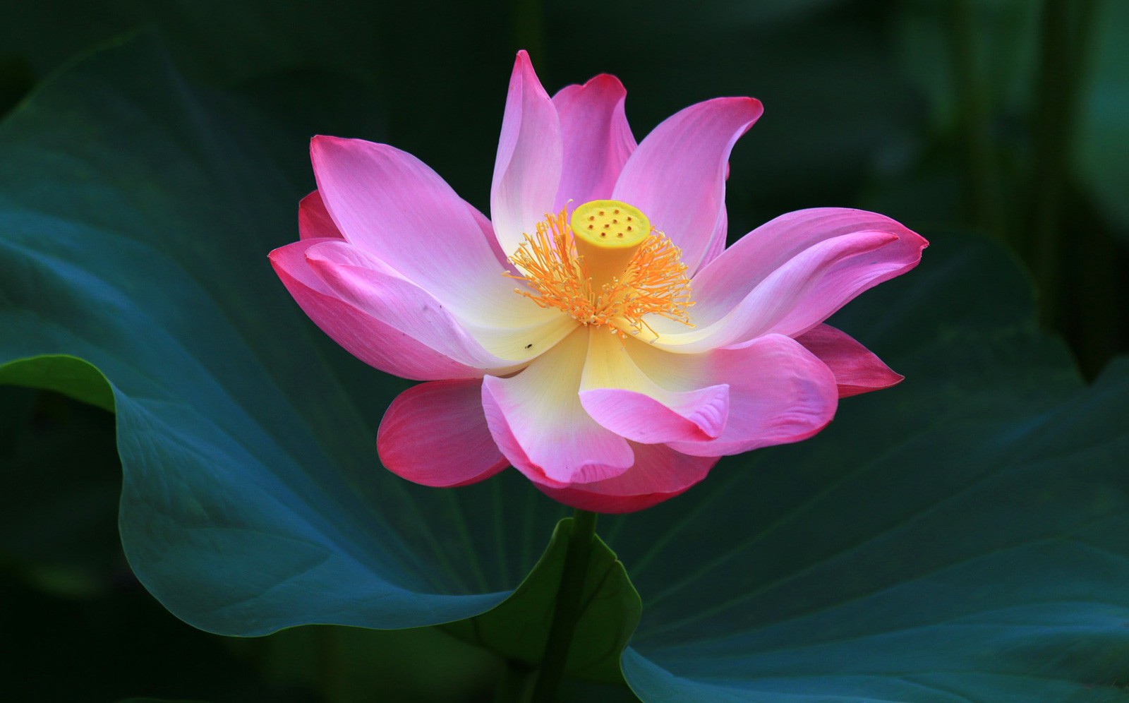 Chinese Flowers and Flower Meanings on 