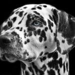 dog spirits and dog meaning