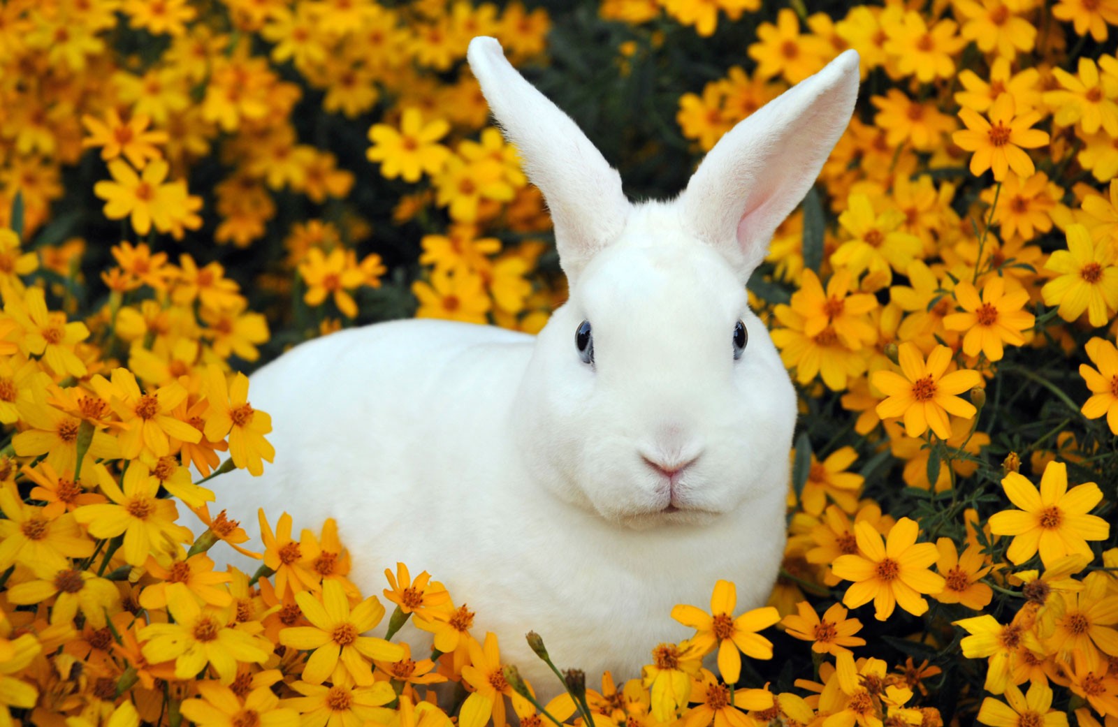 Good Luck Symbols In The Animal World On Whats-Your-Sign