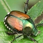 GoodLuckSymbolsAnimalsBeetle