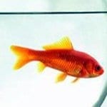 GoodLuckSymbolsAnimalsGoldfish