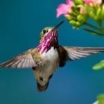 hummingbird meaning