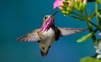 hummingbird meaning