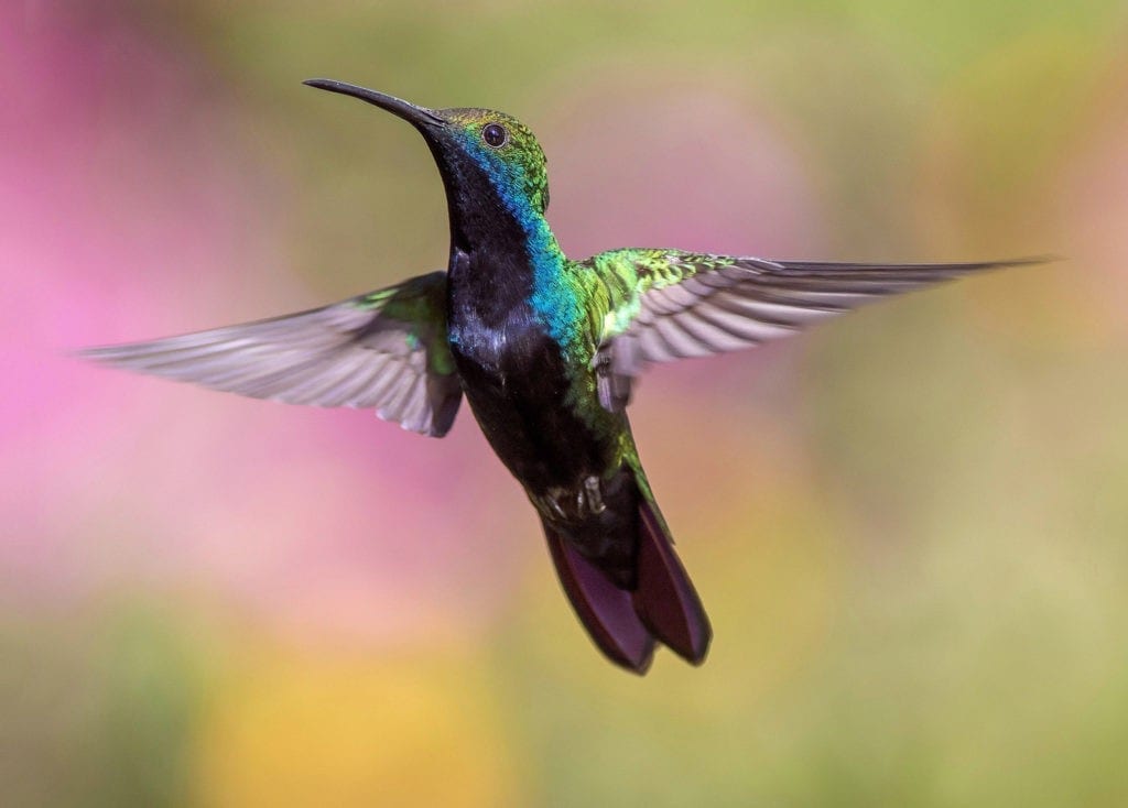 hummingbird animal totem, hummingbird meanings