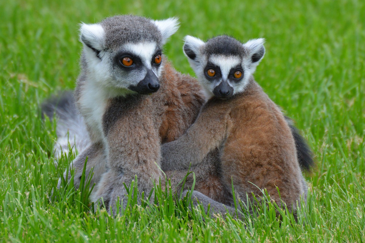 invoke animal totem and connect with spirit animals