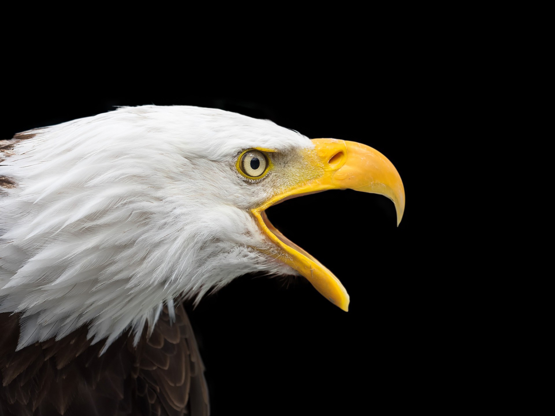 Soaring Into Symbolic Eagle Meaning On Whats Your Sign