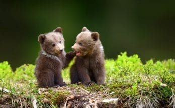 animal totem meanings