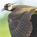 Lapwing Meaning