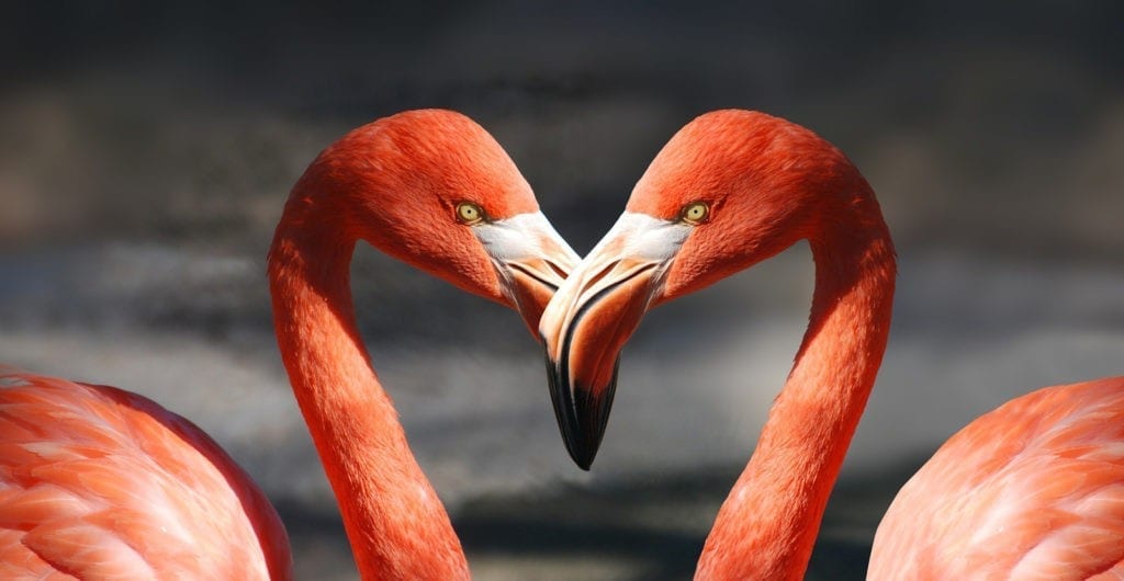 love symbol animal