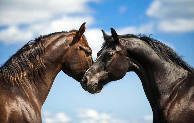 love symbol animal meaning