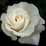 rose tattoo ideas