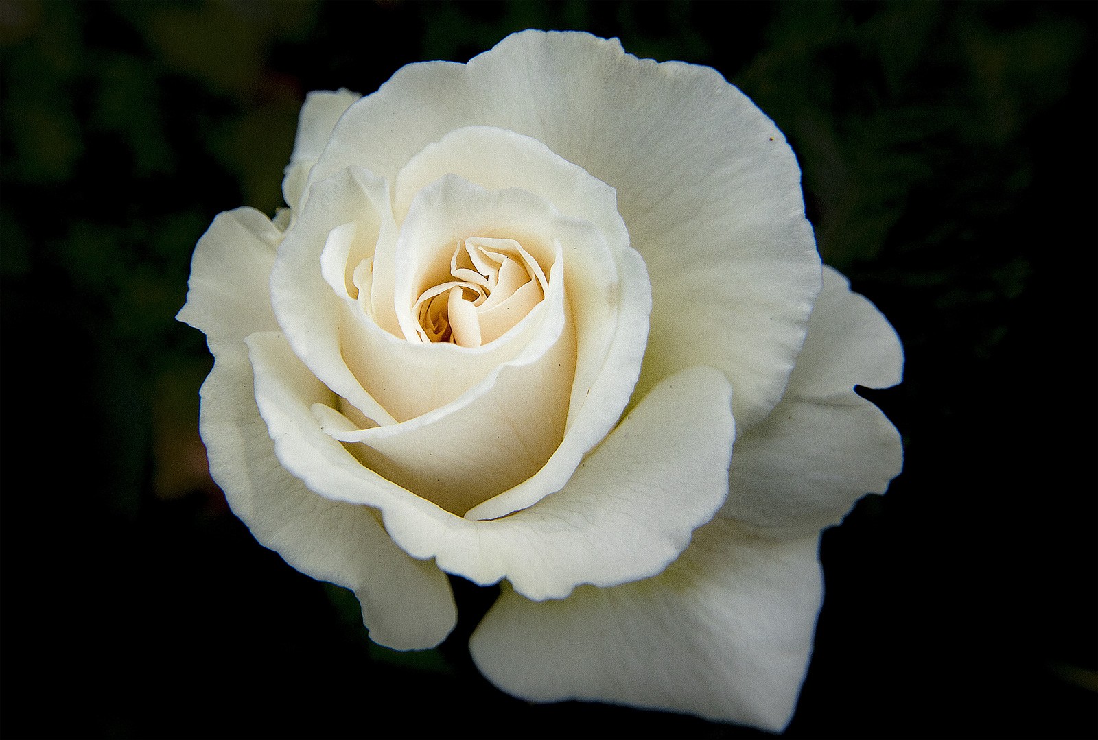 Rose Tattoo Ideas