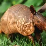 What it means when you encounter an armadillo: Armadillo Meanings and Messages
