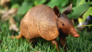 What it means when you encounter an armadillo: Armadillo Meanings and Messages