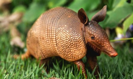 What it means when you encounter an armadillo: Armadillo Meanings and Messages