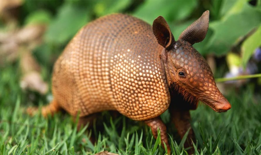 What Armadillo Meaning Reveals About Boundaries, Sensitivity, and Survival